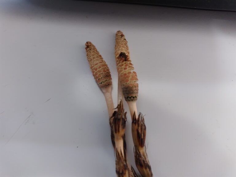 つくし　頭部