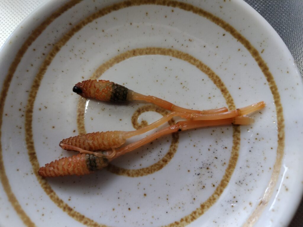 つくし おひたし