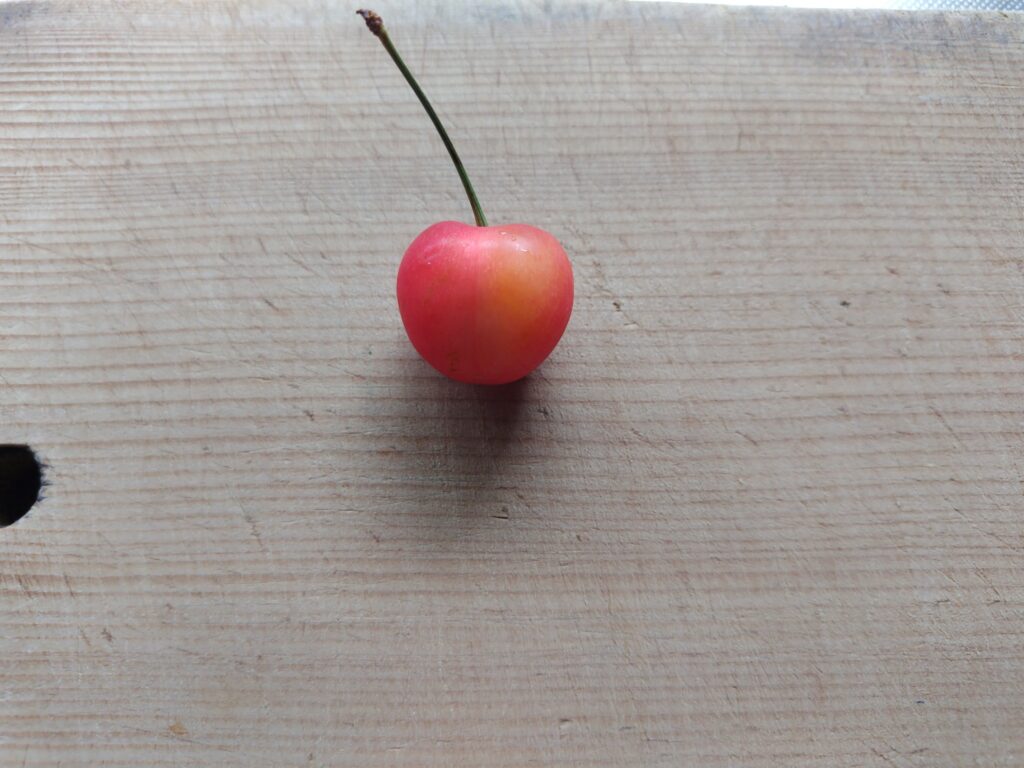 さくらんぼ