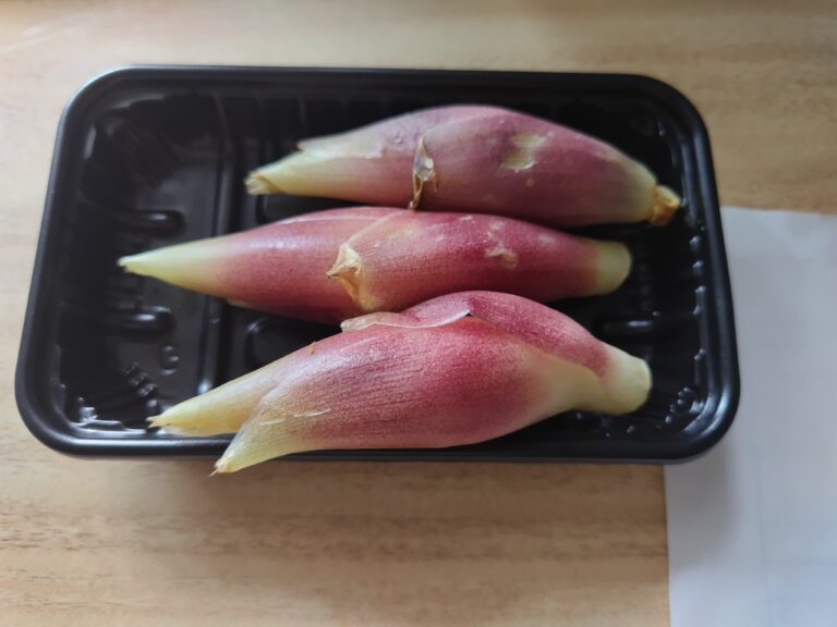 みょうが