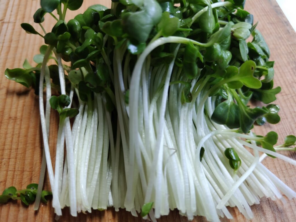 かいわれ大根