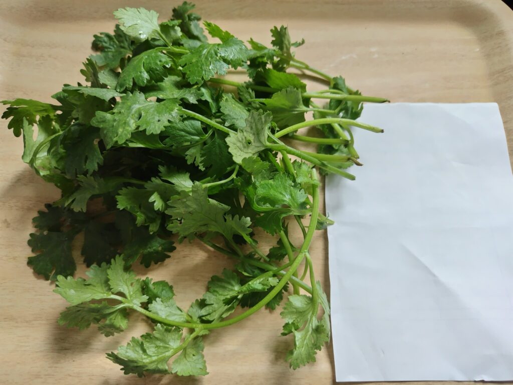 パクチー（コリアンダー）