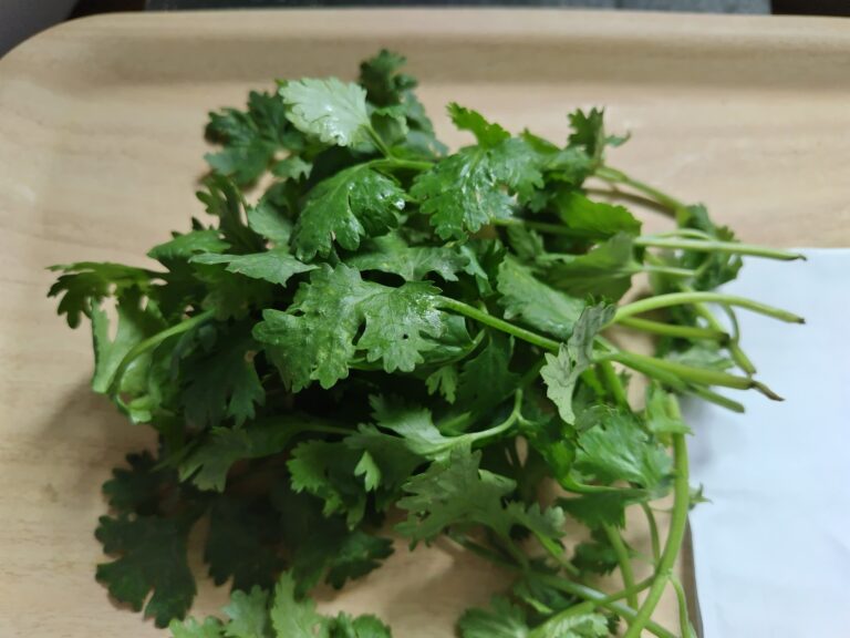 パクチー（コリアンダー）