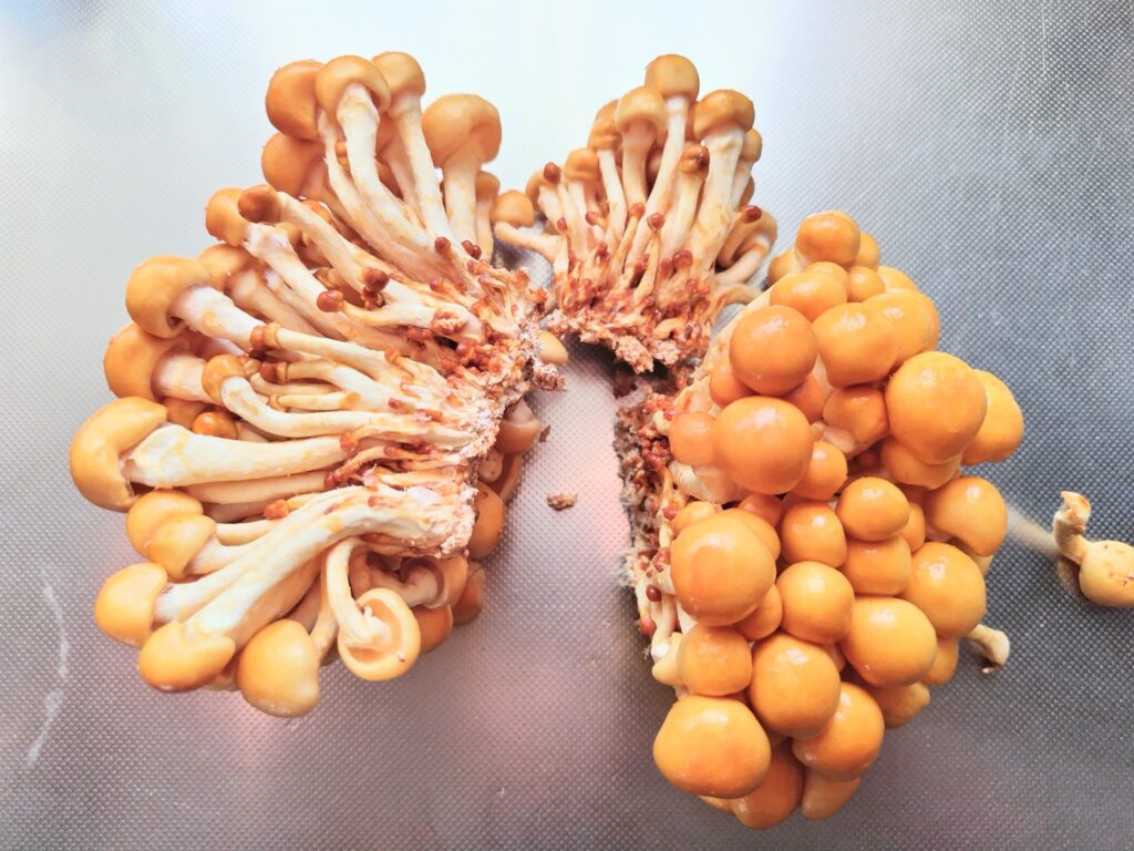 株とりなめこ　裂いたもの