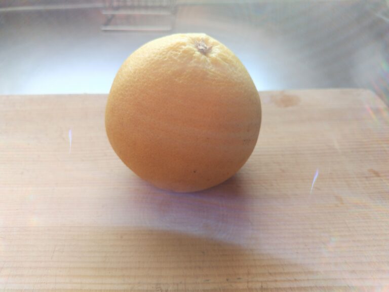 グレープフルーツ　南アフリカ産