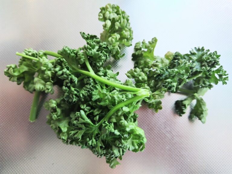 パセリ　静岡県産