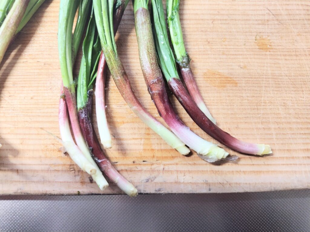 ギョウジャニンニク　根元