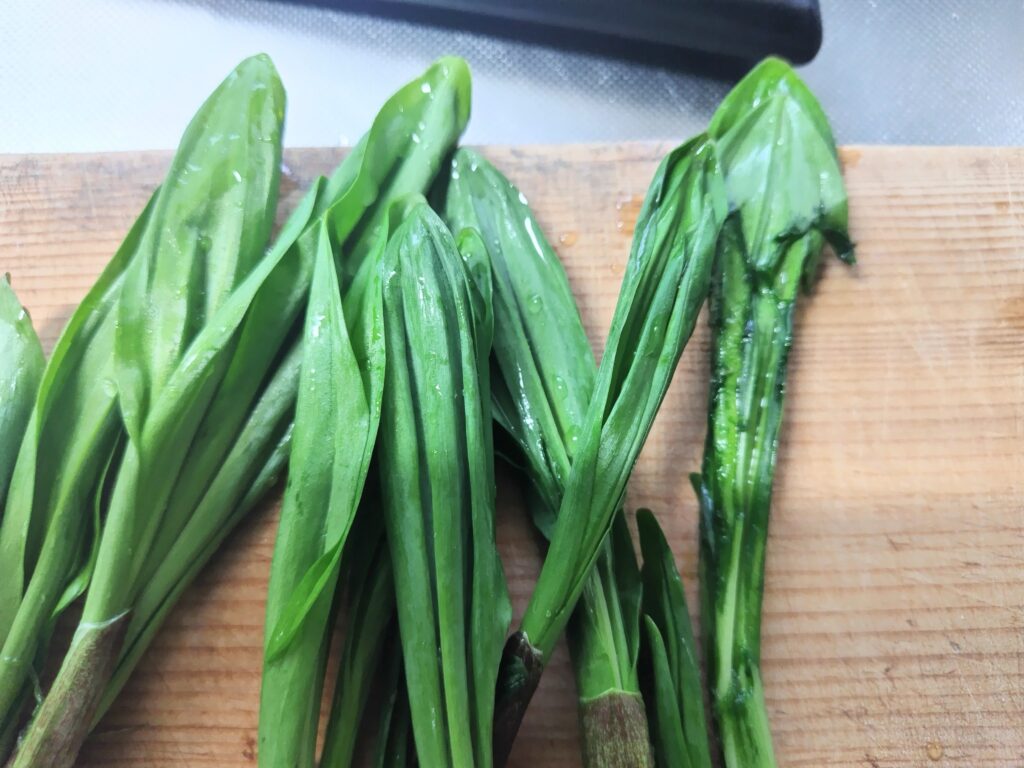 ギョウジャニンニク　葉先