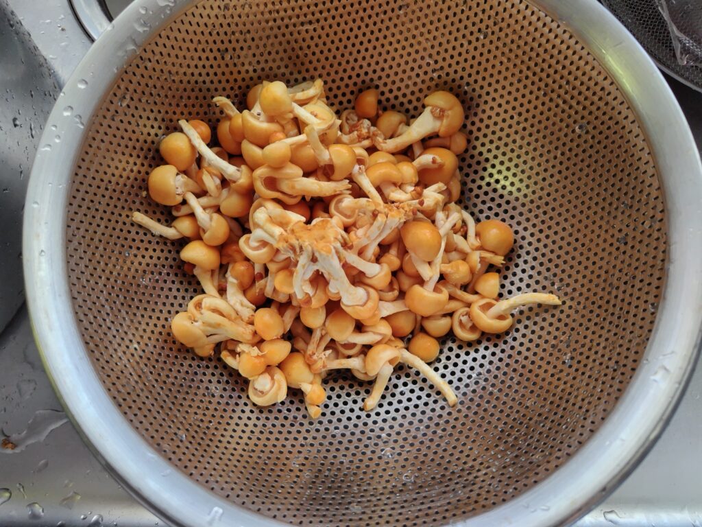 株とりなめこ ボウルに入っています