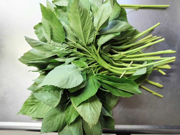 モロヘイヤ　沖縄県産