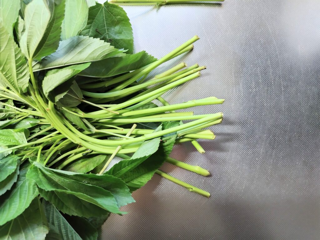 モロヘイヤ 茎の部分の拡大