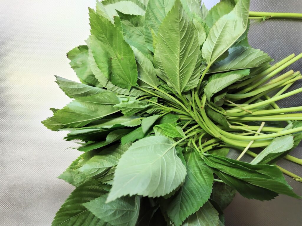 モロヘイヤ 葉の部分の拡大