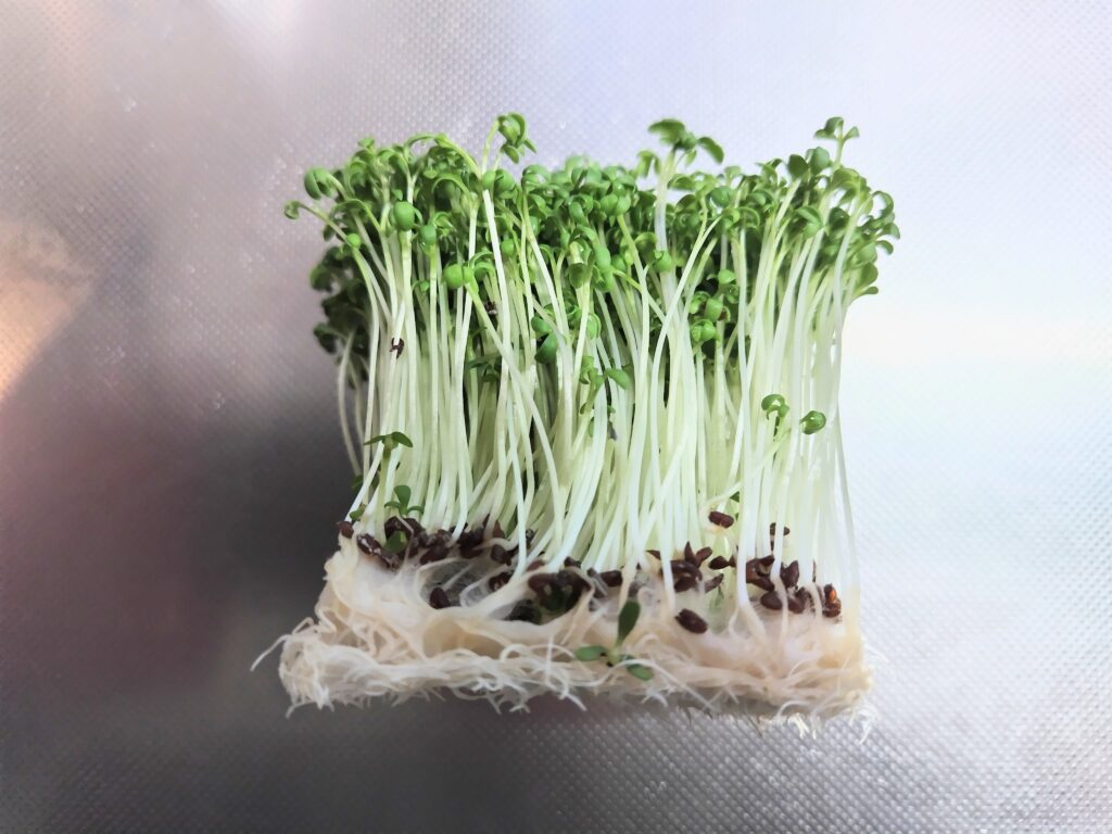 クレソン　スプラウト