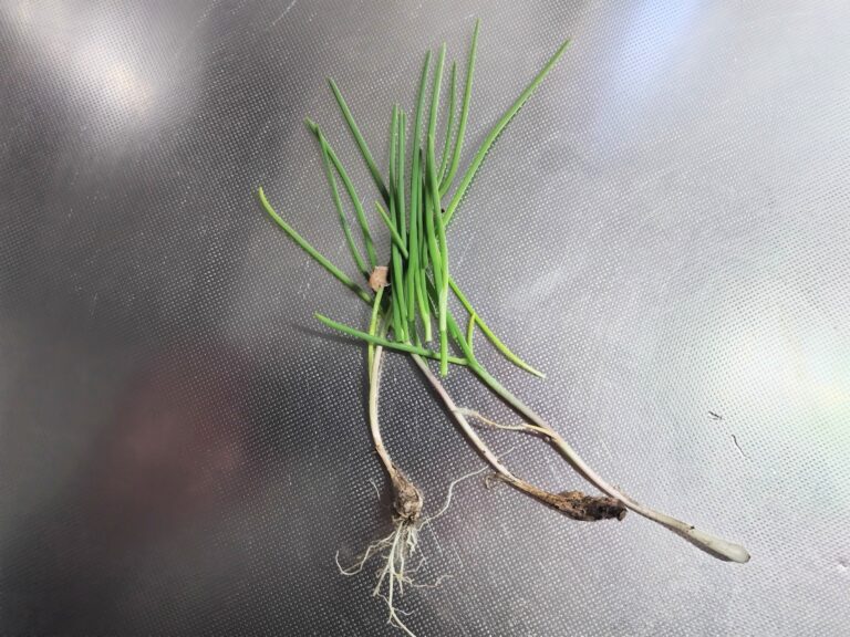 ノビル　北海道恵庭市で採集