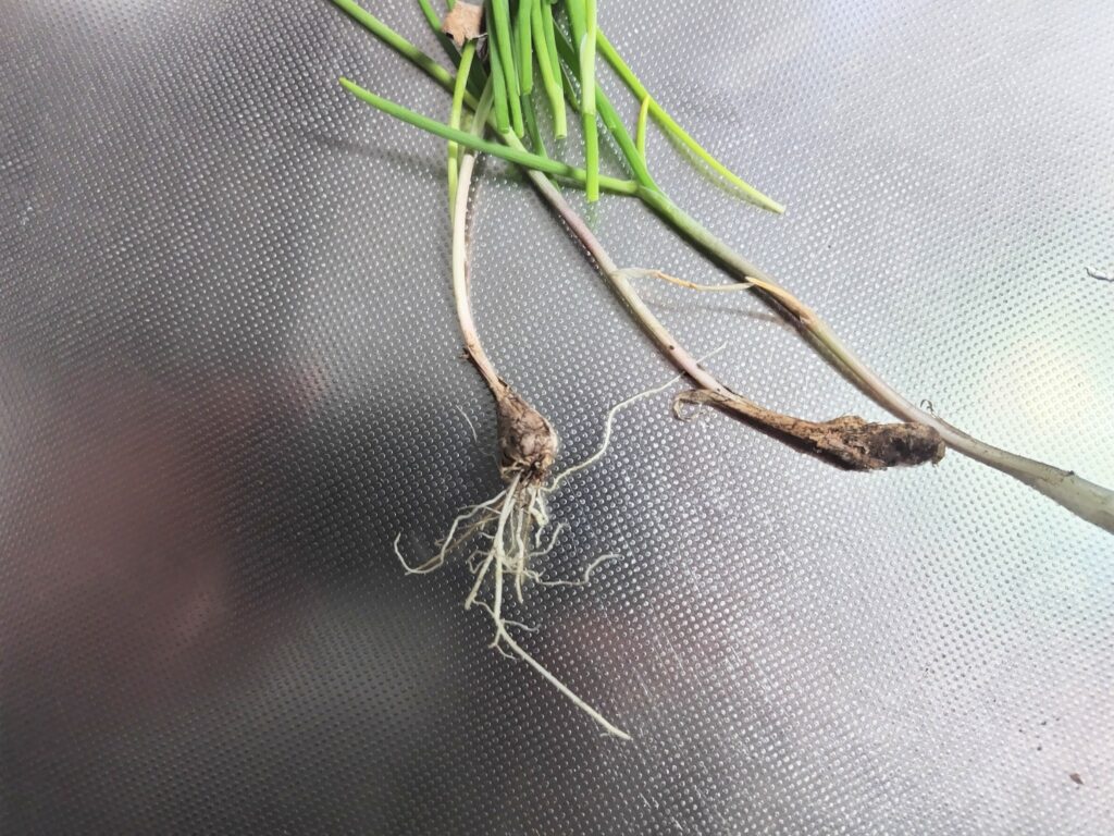 ノビル　根の部分