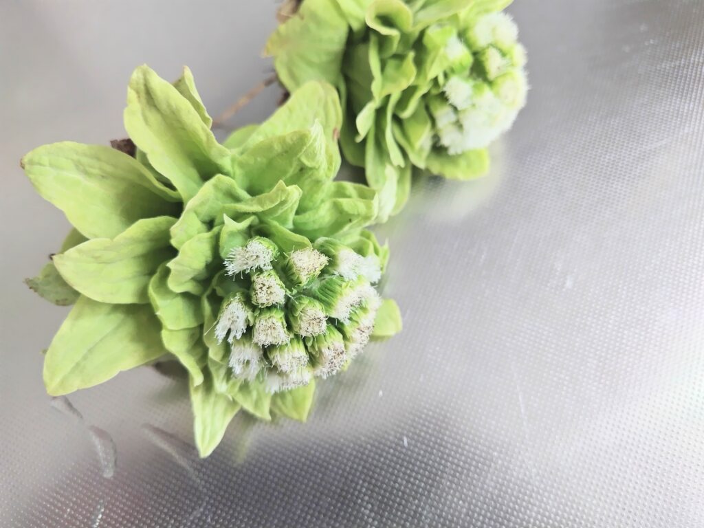 とう立ちしたふきのとう
