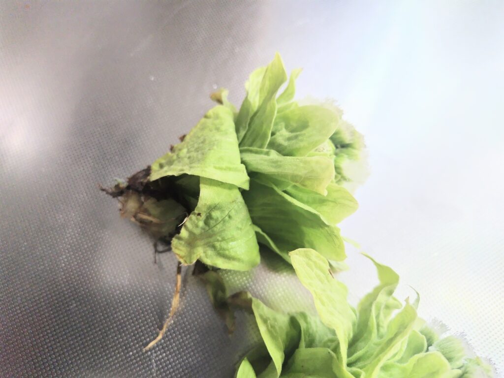 とう立ちしたふきのとう　根元側
