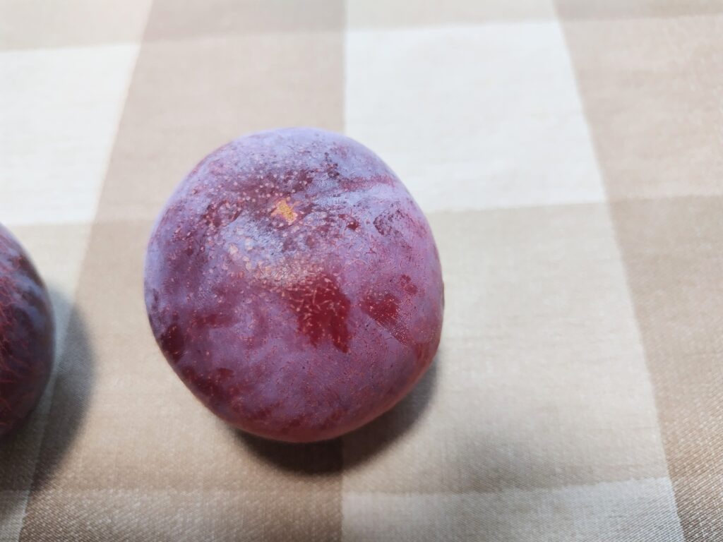 プラム 品種「貴陽」